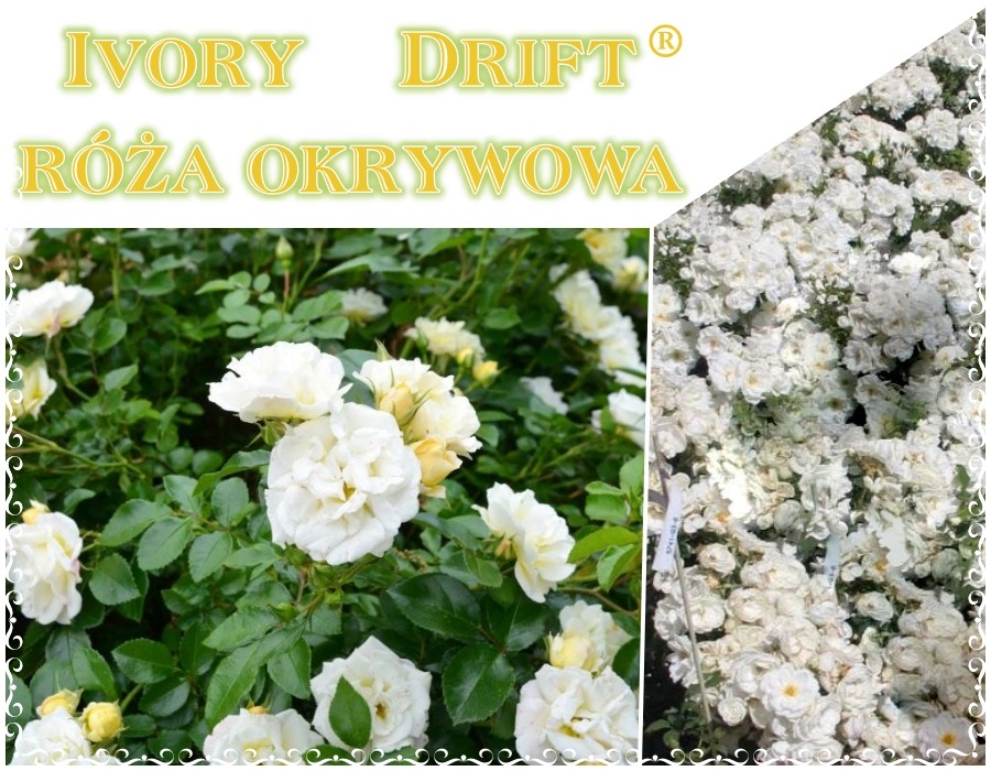 Ivory Drift róża okrywowa